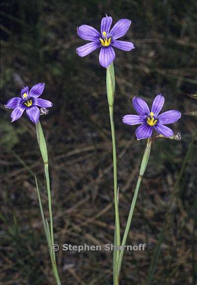 sisyrinchium bellum 9 graphic